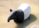 動物図鑑・マレーバク 2